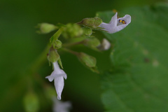 Plectranthus mollis